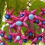 Clerodendrum trichotomum